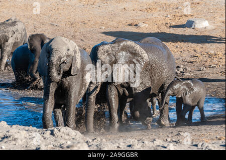 A herd of African Elephants -Loxodonta Africana- bathing in a waterhole in Etosha National Park, Namibia. Stock Photo