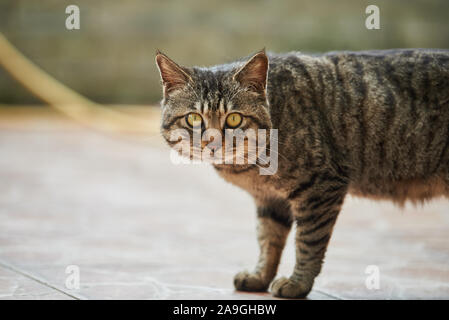 a fierce cat face close-up Stock Photo