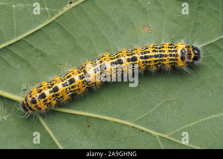 Dorsal view of Buff-tip moth caterpillar (Phalera bucephala) at rest on oak leaf. Tipperary, Ireland Stock Photo