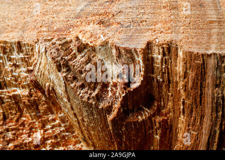 Drank an old tree. An Apple. Wood processing. Texture. Stock Photo