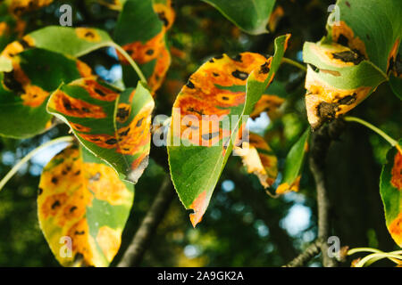 Red spots on the pear leaves. The tree is sick with a fungus Stock Photo