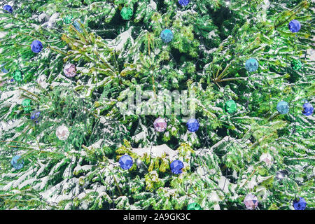 Christmas pattern from snow-covered green christmas tree outdoors with green, pink and blue balls decoration. Spruce is natural and big one. Stock Photo