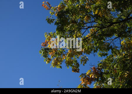 Gamlehaugen, Bergen Stock Photo