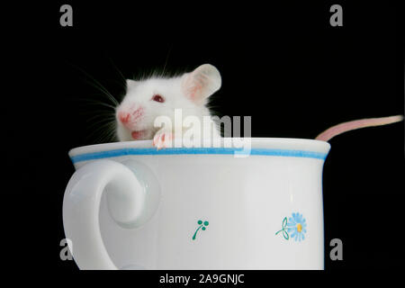 Weisse Maus in einer Kaffeetasse - white mouse in cup Stock Photo