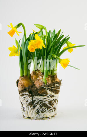 Narzissen, Narcissus Stock Photo