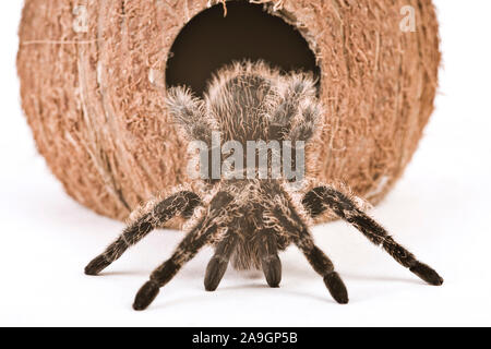 Vogelspinne Theraphosidae Stock Photo Alamy