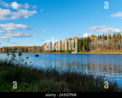 blurred background of bog plants, bog pines, swamp lake Stock Photo