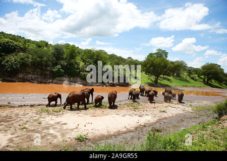 Tanzania, Tansania, Wildlife, Tiere, Landschaft Stock Photo