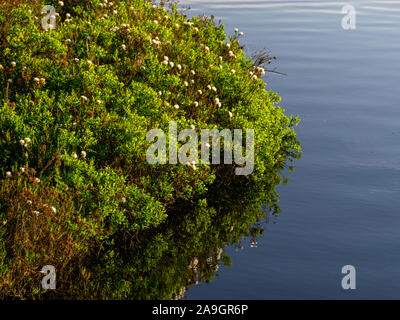 blurred background of bog plants, bog pines, swamp lake Stock Photo