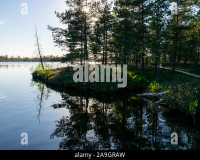 blurred background of bog plants, bog pines, swamp lake Stock Photo