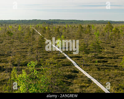 blurred background of bog plants, bog pines, swamp lake Stock Photo