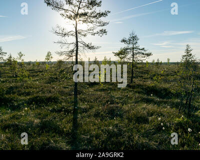 blurred background of bog plants, bog pines, swamp lake Stock Photo