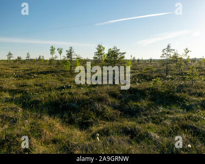 blurred background of bog plants, bog pines, swamp lake Stock Photo