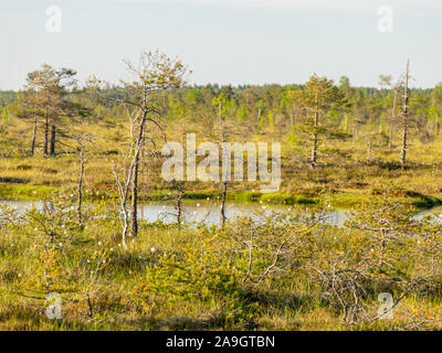 blurred background of bog plants, bog pines, swamp lake Stock Photo