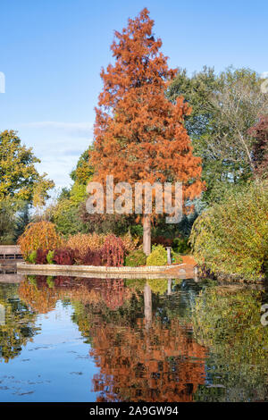 Taxodium distichum. Bald Cypress tree changing colour in autumn at RHS Wisley Gardens, Surrey, UK Stock Photo