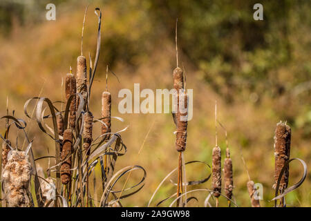 A grouping of cattails in autumn some shedding seeds on a sunny day closeup copy space and background Stock Photo