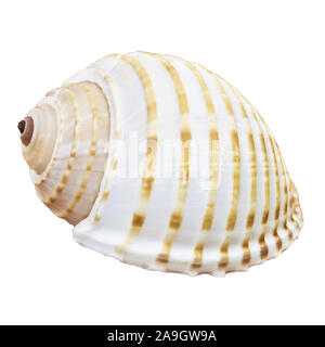One sea shell isolated against white background Stock Photo