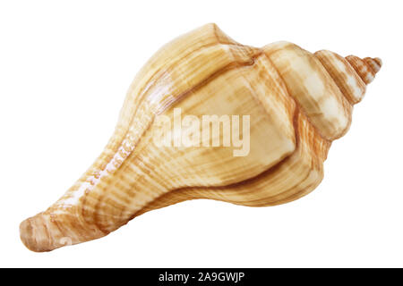 One sea shell isolated against white background Stock Photo