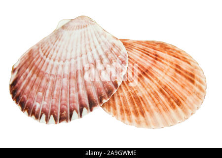 Two sea shells isolated against white background Stock Photo