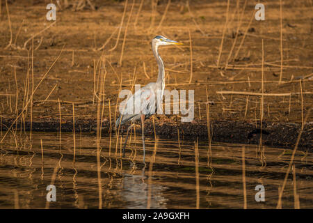 A great blue heron looking for food wading in the shoreline at the lake during evening light in autumn Stock Photo