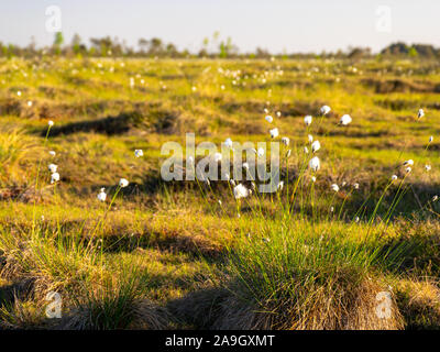 blurred background of bog plants, bog pines, swamp lake Stock Photo