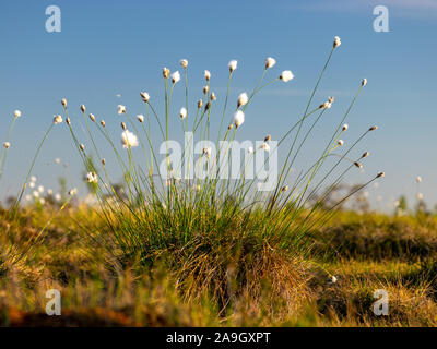 blurred background of bog plants, bog pines, swamp lake Stock Photo