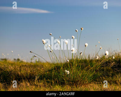 blurred background of bog plants, bog pines, swamp lake Stock Photo