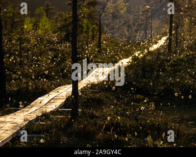 blurred background of bog plants, bog pines, swamp lake Stock Photo