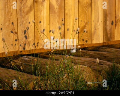 blurred background of bog plants, bog pines, swamp lake Stock Photo