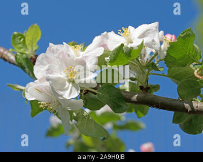 Blossoming apple tree in spring Stock Photo