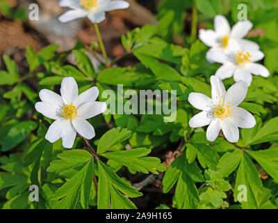 Blooming wood anemones, anemone nemorosa, in spring Stock Photo