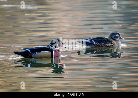 Wood Ducks On A Pond At Cannon Hill Park Stock Photo