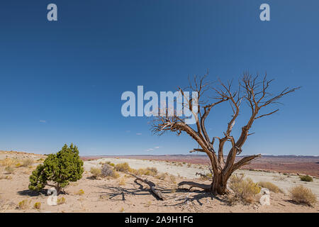 leafless tree against blue sky in arid climate in Colorado, USA Stock Photo