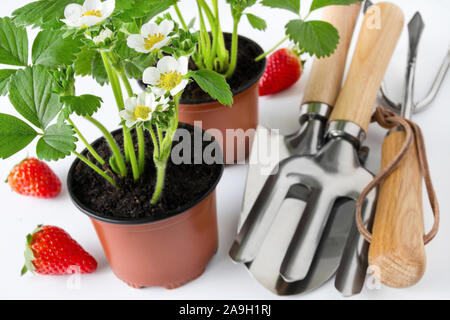 Strawberries and plants against white background Stock Photo