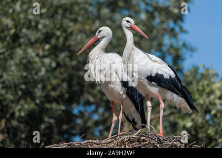 Two adult storks Ciconiidae standing on a big nest Stock Photo
