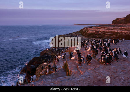 Imperial Shag (Phalacrocorax atriceps albiventer) at dawn on the coast of Bleaker Island on the Falkland Islands Stock Photo