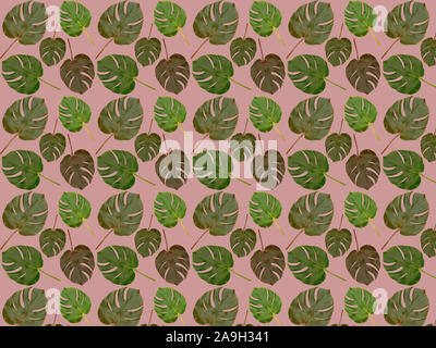 Seamless pattern of real monstera leaves on a pale pink background. Background from tropical leaves. Stock Photo