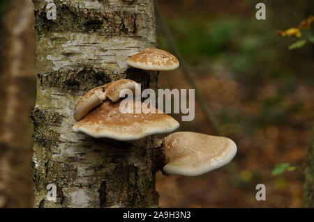 Birch Polypore (Piptoporus betulinus) Razor strop fungus, Fomitopsidaceae,on a birch tree,Somerset, UK Stock Photo