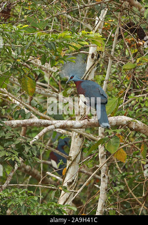 Sclater's Crowned-pigeon (Goura sclaterii) adult perched on branch  Fly River, Papua New Guinea             July Stock Photo