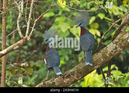 Sclater's Crowned-pigeon (Goura sclaterii) pair perched on branch  Fly River, Papua New Guinea             July Stock Photo