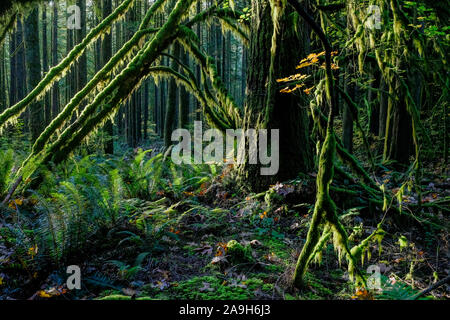 Western sword fern understory, previously logged, second growth forest, Golden Ears Provincial Park, Maple Ridge, British Columbia, Canada