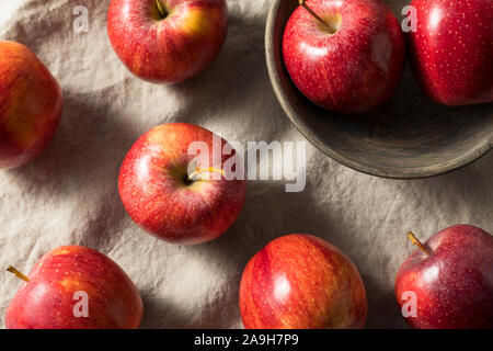 Raw Red Organic Gala Apples in a Bunch Stock Photo