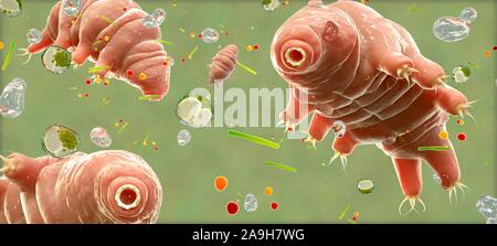 Tardigrades, illustration Stock Photo