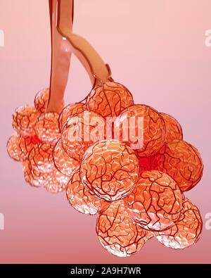 lungs alveoli on medical background. 3d illustration Stock Photo - Alamy