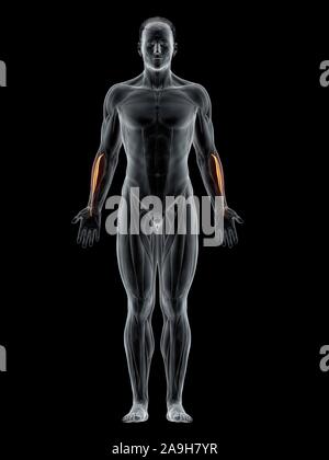 Extensor carpi radialis brevis muscle, illustration Stock Photo - Alamy