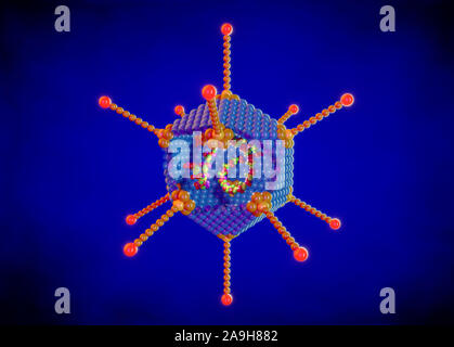 Adenovirus structure, illustration Stock Photo