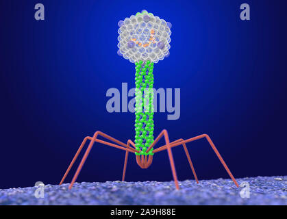 Enterobacteriaphage T4, illustration Stock Photo