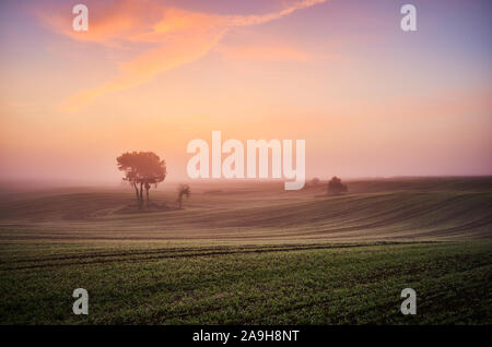 Beautiful colorful misty dawn on a field. Stock Photo