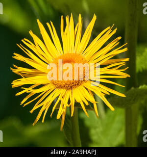 Alant - healing plant - yellowhead Stock Photo