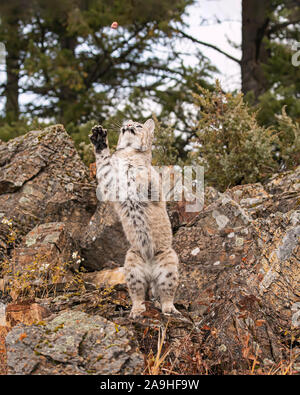Adult Bobcat in Fall colors in Montana USA Stock Photo